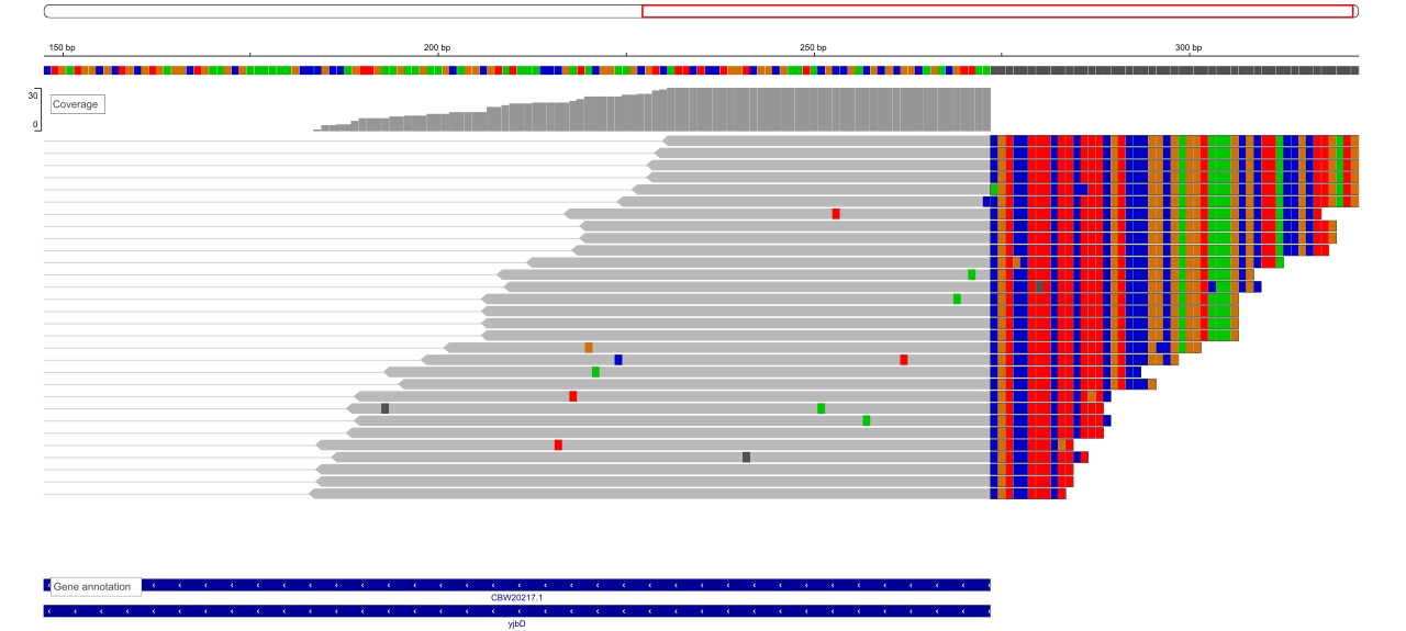 Soft-clipped alignments in IGV genome browser